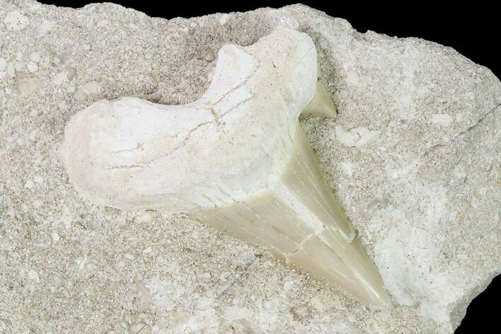 Otodus Shark Tooth Fossil in Rock - Eocene #139843